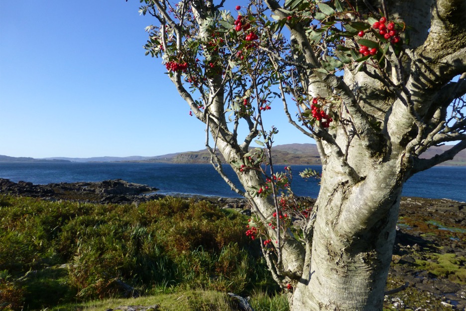 Rowan or mountain ash (Sorbus aucuparia), Scotland